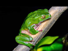 Load image into Gallery viewer, Phyllomedusa Bicolor in Peruvian jungle