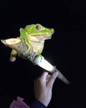 Load image into Gallery viewer, Giant leaf frog called kambo in Amazonian forrest 
