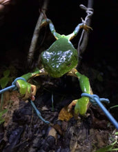 Load image into Gallery viewer, Harvesting Phyllomedusa bicolor secretions in the Amazon rainforest, traditional ceremonial process

