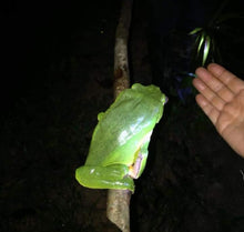 Load image into Gallery viewer, Phyllomedusa bicolor, giant monkey frog native to the Amazon rainforest
